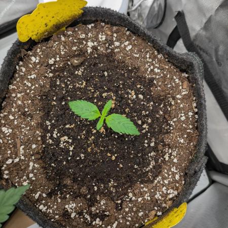 Blueberry auto