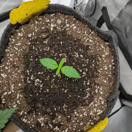 Blueberry auto