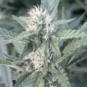 New Auto Grow