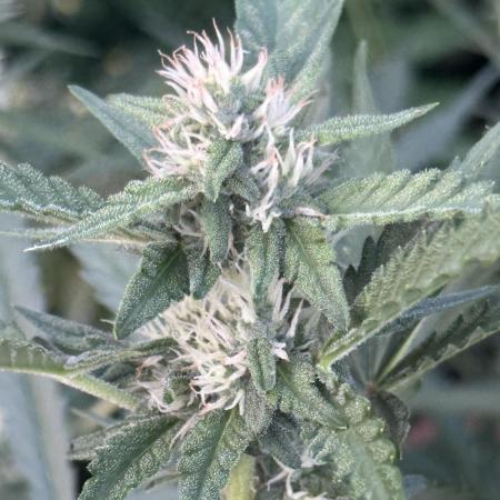 New Auto Grow