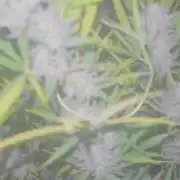 New Auto Grow