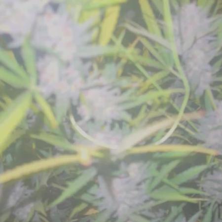 New Auto Grow