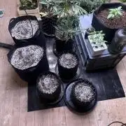 New Auto Grow