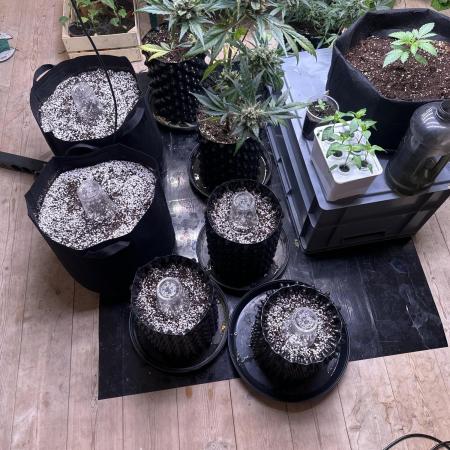 New Auto Grow