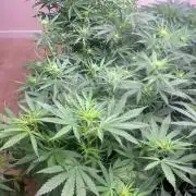 New Auto Grow
