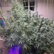 New Auto Grow