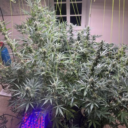 New Auto Grow
