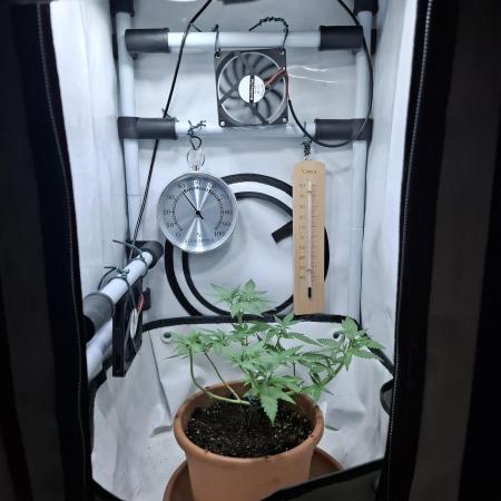 Masterkush Micro Grow