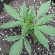 3rd Outdoor Grow - Purple Lemonade RF3
