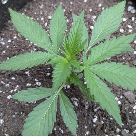 3rd Outdoor Grow - Purple Lemonade RF3
