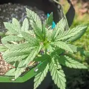 White Widow Auto - Homegrown Cannabis Co