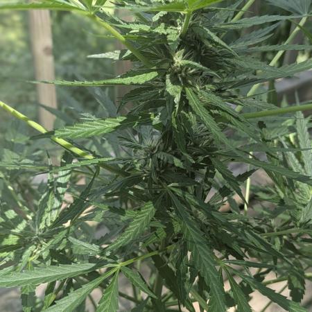1st Outdoor Grow - Mystic Gorilla Auto