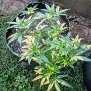 White Widow Auto - Homegrown Cannabis Co