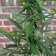 2nd Outdoor Grow - Mystic Gorilla Auto