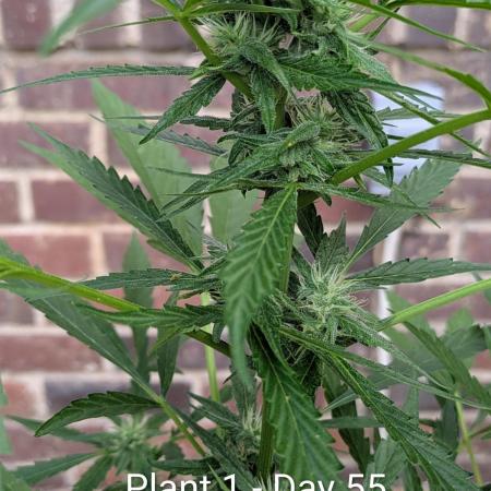2nd Outdoor Grow - Mystic Gorilla Auto
