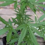 3rd Outdoor Grow - Purple Lemonade RF3