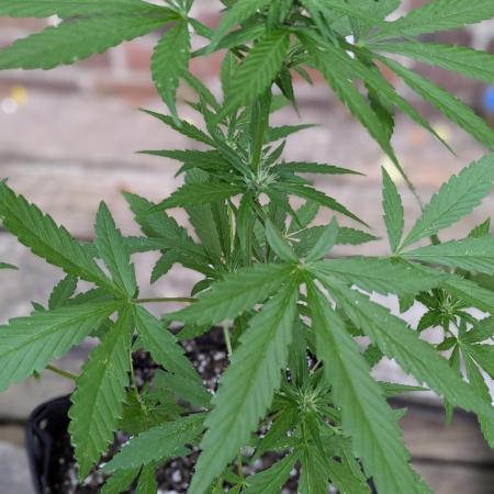 3rd Outdoor Grow - Purple Lemonade RF3