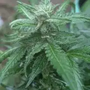 White Widow Auto - Homegrown Cannabis Co