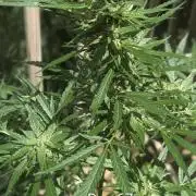 1st Outdoor Grow - Mystic Gorilla Auto