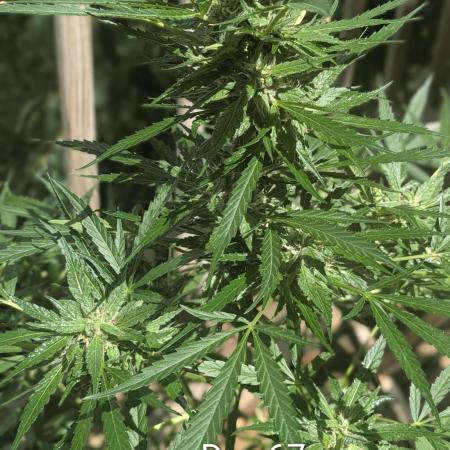 1st Outdoor Grow - Mystic Gorilla Auto
