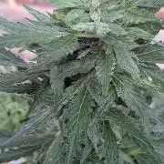 1st Outdoor Grow - Mystic Gorilla Auto