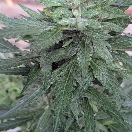 1st Outdoor Grow - Mystic Gorilla Auto