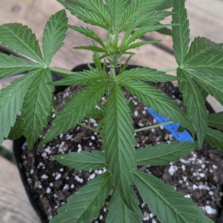 2nd Outdoor Grow - Mystic Gorilla Auto