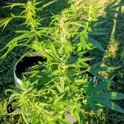 White Widow Auto - Homegrown Cannabis Co