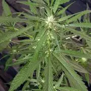 2nd Outdoor Grow - Mystic Gorilla Auto