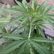 1st Outdoor Grow - Mystic Gorilla Auto