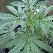 1st Outdoor Grow - Mystic Gorilla Auto