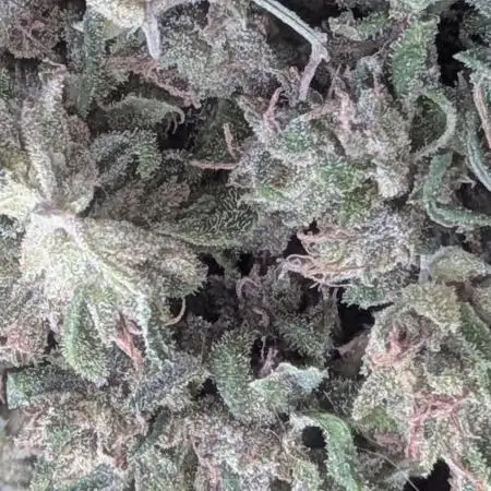2nd Outdoor Grow - Mystic Gorilla Auto