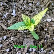 White Widow Auto - Homegrown Cannabis Co