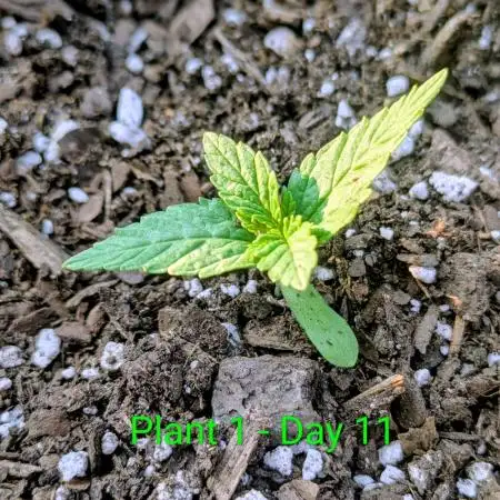 White Widow Auto - Homegrown Cannabis Co
