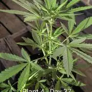 3rd Outdoor Grow - Purple Lemonade RF3