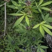 3rd Outdoor Grow - Purple Lemonade RF3