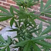 3rd Outdoor Grow - Purple Lemonade RF3
