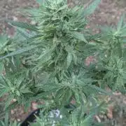 1st Outdoor Grow - Mystic Gorilla Auto
