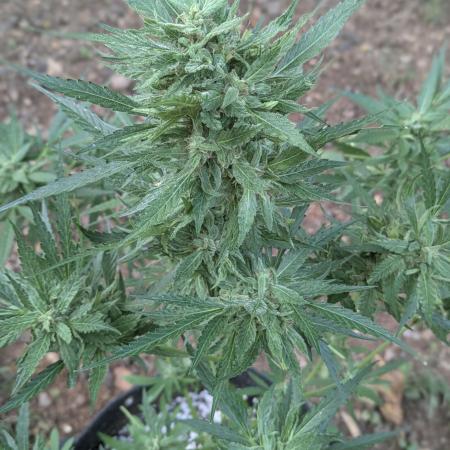 1st Outdoor Grow - Mystic Gorilla Auto