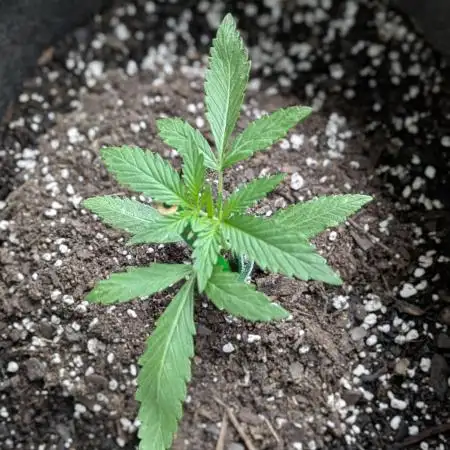 2nd Outdoor Grow - Mystic Gorilla Auto