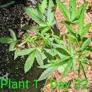 White Widow Auto - Homegrown Cannabis Co