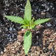 2nd Outdoor Grow - Mystic Gorilla Auto