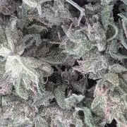 2nd Outdoor Grow - Mystic Gorilla Auto