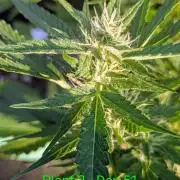 White Widow Auto - Homegrown Cannabis Co