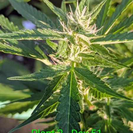 White Widow Auto - Homegrown Cannabis Co