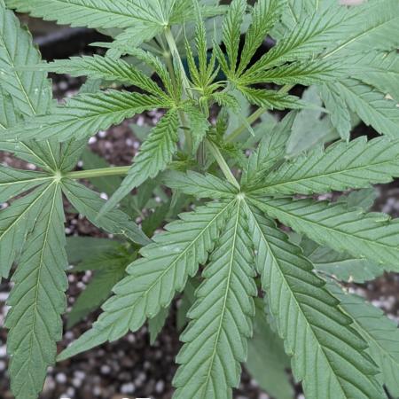 1st Outdoor Grow - Mystic Gorilla Auto