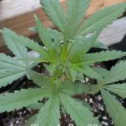 3rd Outdoor Grow - Purple Lemonade RF3