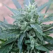 2nd Outdoor Grow - Mystic Gorilla Auto