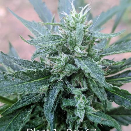 2nd Outdoor Grow - Mystic Gorilla Auto