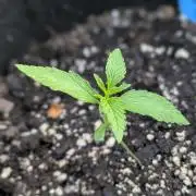 2nd Outdoor Grow - Mystic Gorilla Auto